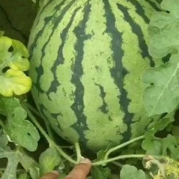 夏邑县万亩正宗冠龙西瓜开始大量上市
