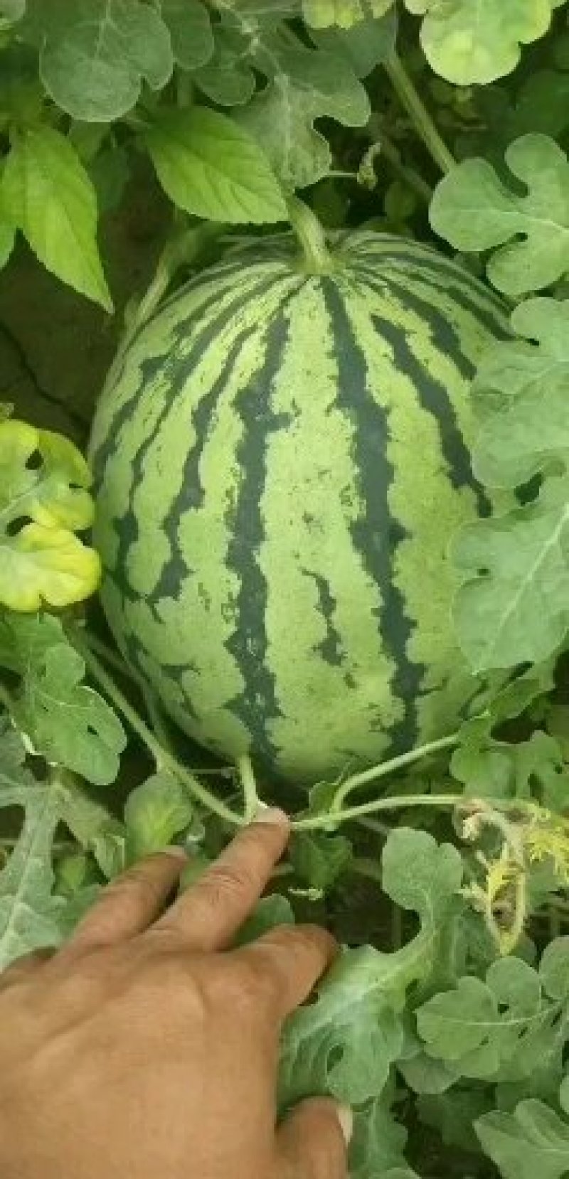 夏邑县万亩正宗冠龙西瓜开始大量上市