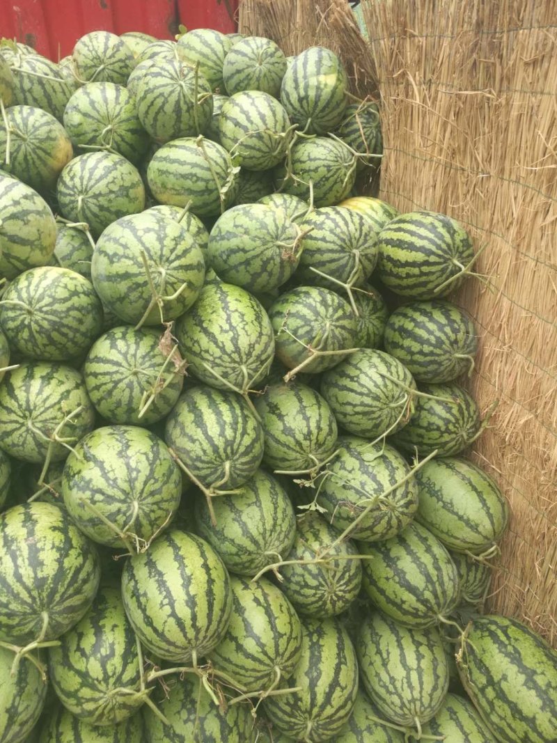 夏邑县万亩正宗冠龙西瓜开始大量上市