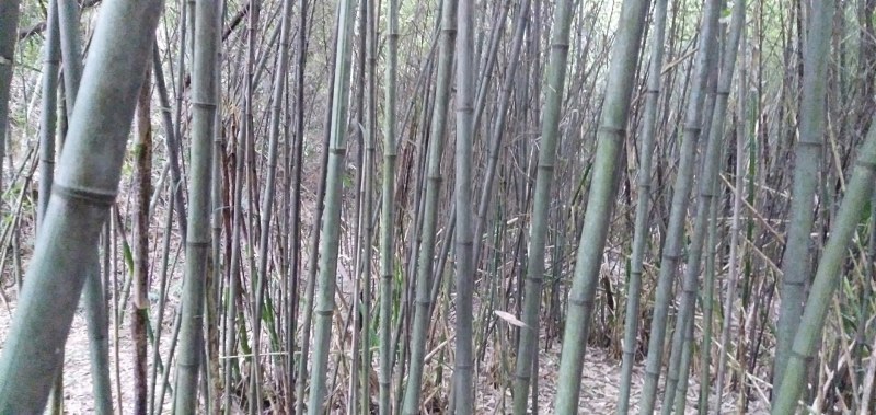 竹子