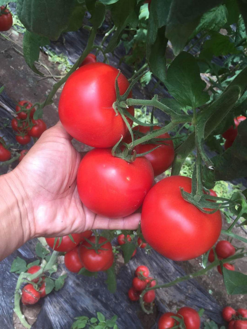 番茄苗西红柿大红苗子，育苗基地直供，提前预定更优惠