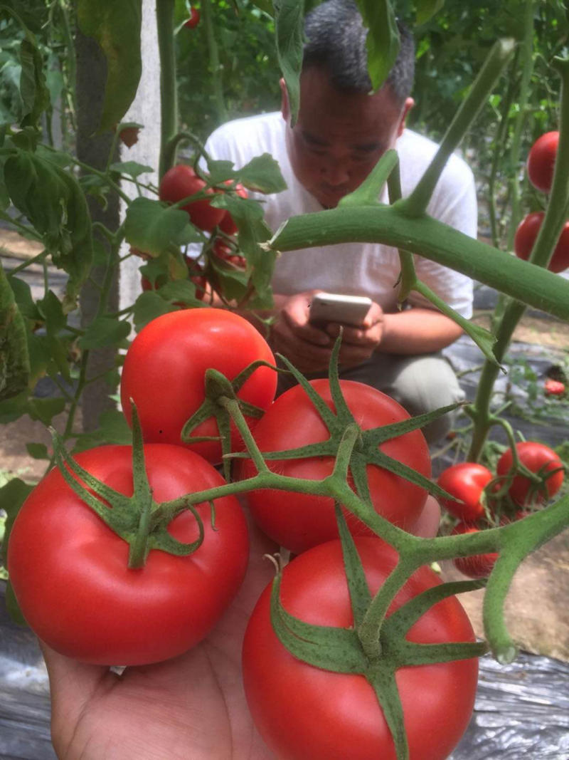 番茄苗西红柿大红苗子，育苗基地直供，提前预定更优惠