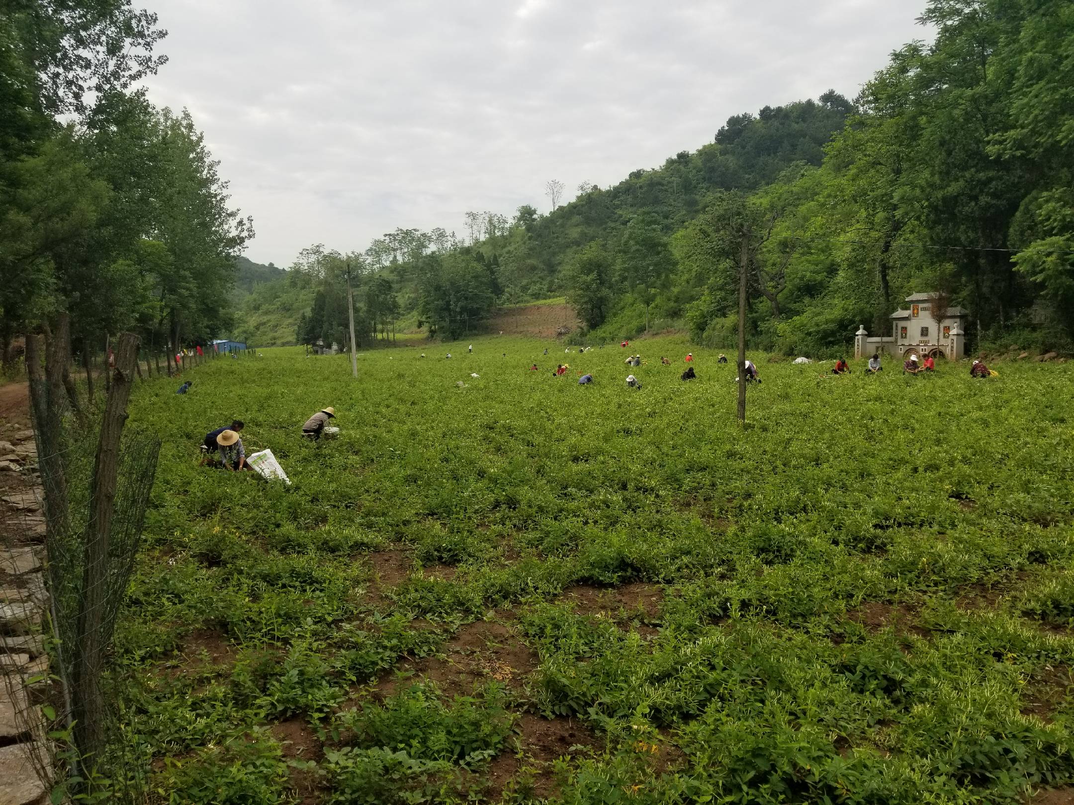 门源油菜花节活动现场
