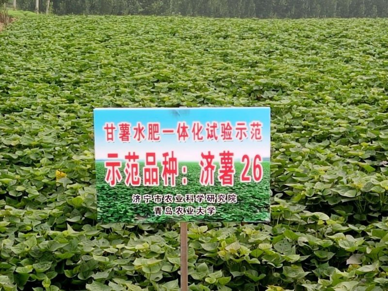 红薯产地现货济薯26根据客户需求分级发货