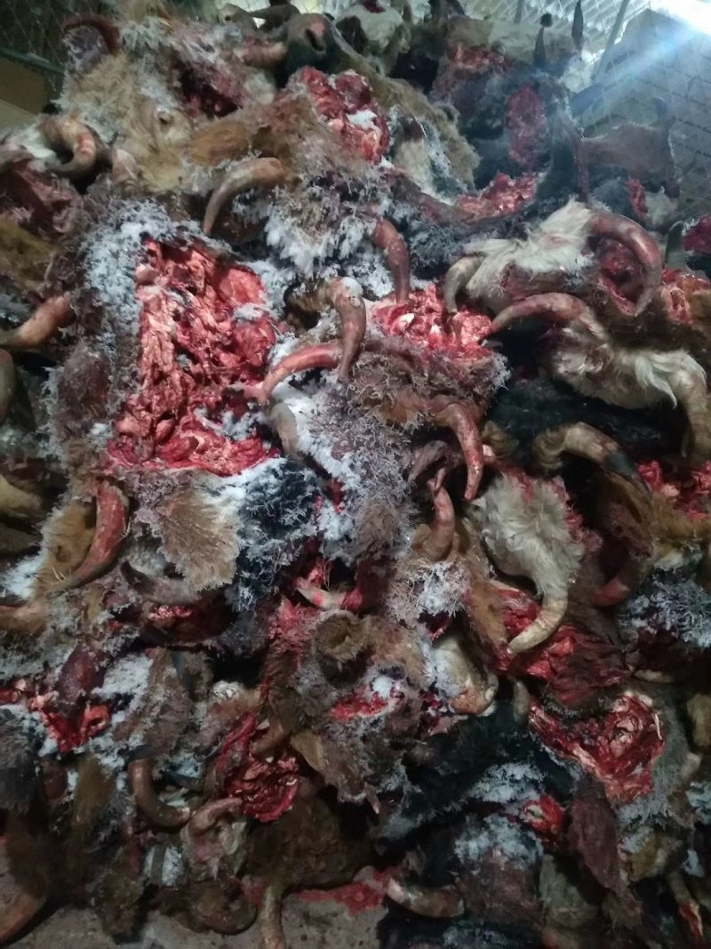 批发零售，内蒙古锡林浩特草地牛头，货真价实质量保证