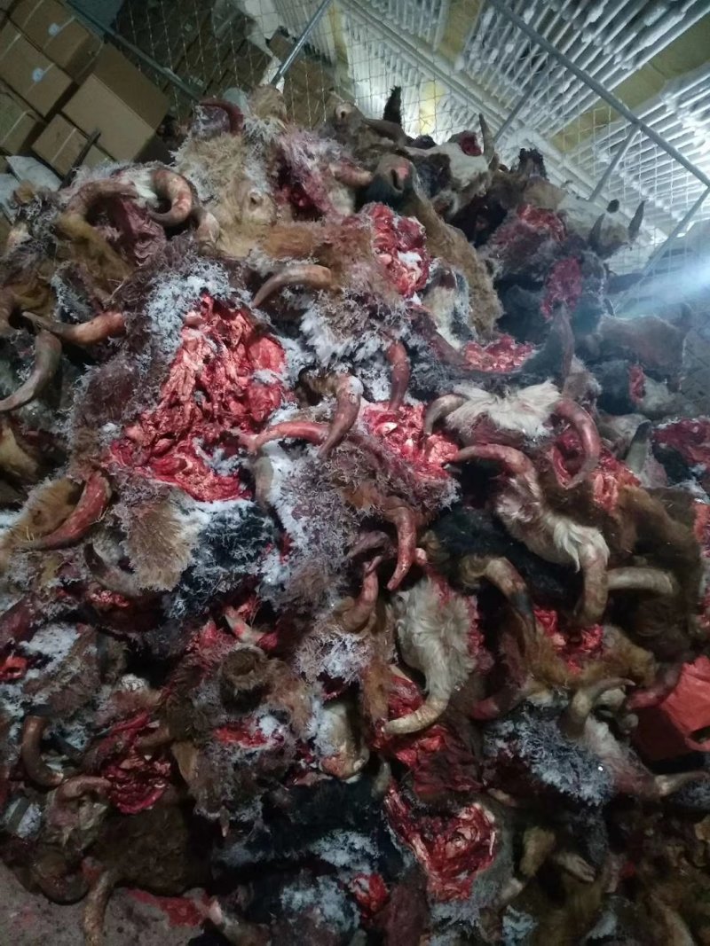 批发零售，内蒙古锡林浩特草地牛头，货真价实质量保证