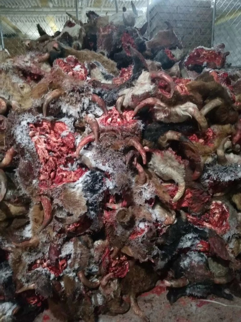 批发零售，内蒙古锡林浩特草地牛头，货真价实质量保证
