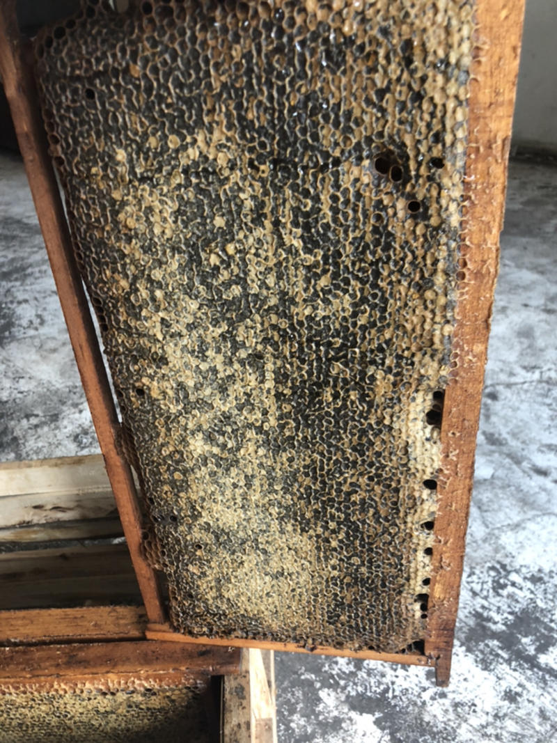 五年以上老的蜂巢蜜含有花粉蜂胶多种维生素氨基酸