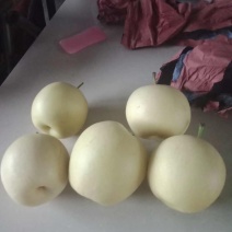 精品套袋皇冠梨，大量鲜货供应，接受预定可视频看货