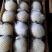 精品套袋皇冠梨，大量鲜货供应，接受预定可视频看货