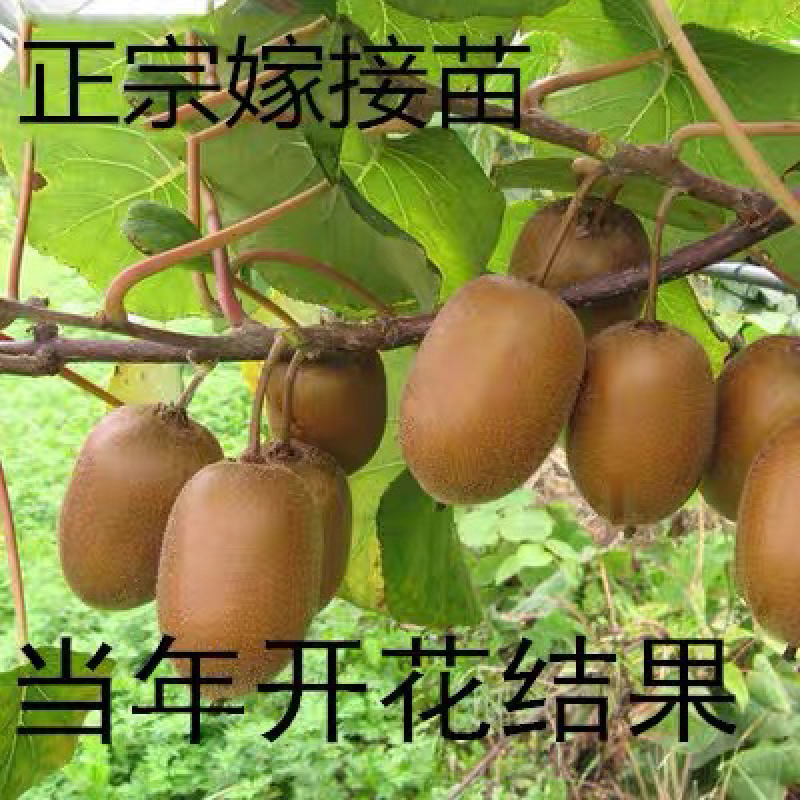 猕猴桃正宗嫁接猕猴桃苗南北方种植