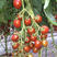 圣女果口感小番茄苗育苗基地直供，提前预定更优惠