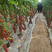 圣女果口感小番茄苗育苗基地直供，提前预定更优惠