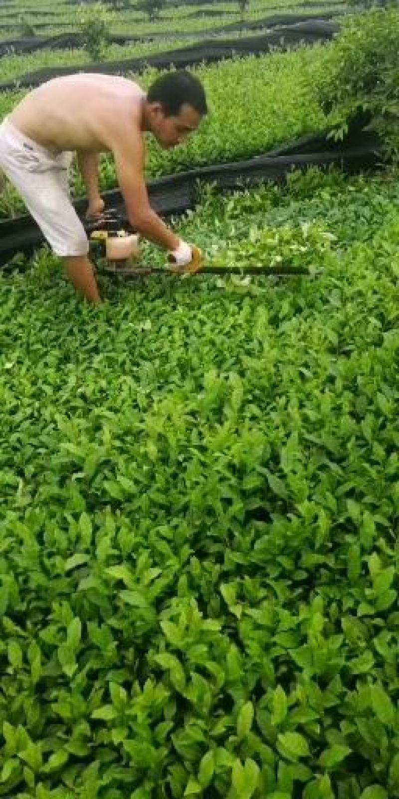 茶苗经济苗，茶苗绿化苗