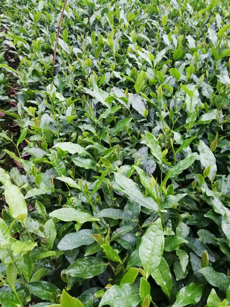 茶苗经济苗，茶苗绿化苗