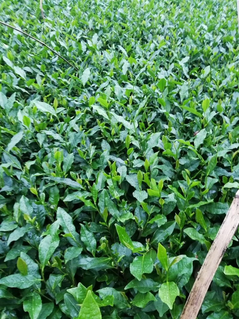 茶苗经济苗，茶苗绿化苗
