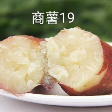 商薯19量大质优，条行好，颜色亮，口感香甜。