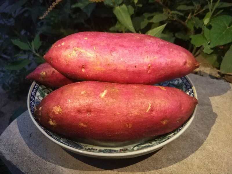 商薯19量大质优，条行好，颜色亮，口感香甜。