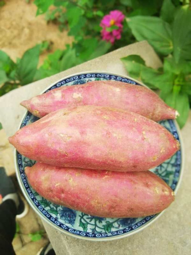 商薯19量大质优，条行好，颜色亮，口感香甜。