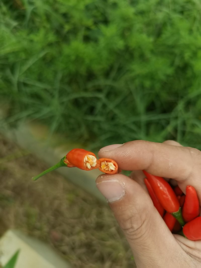 小米椒，艳红，椒中玉