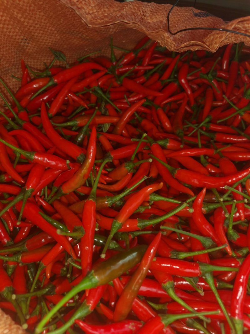 小米椒，艳红，椒中玉