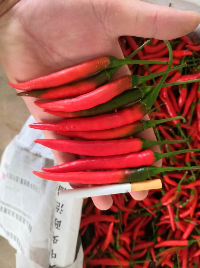 小米椒，艳红，椒中玉