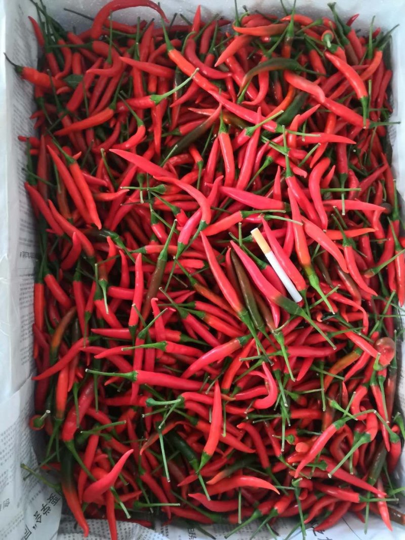 小米椒，艳红，椒中玉