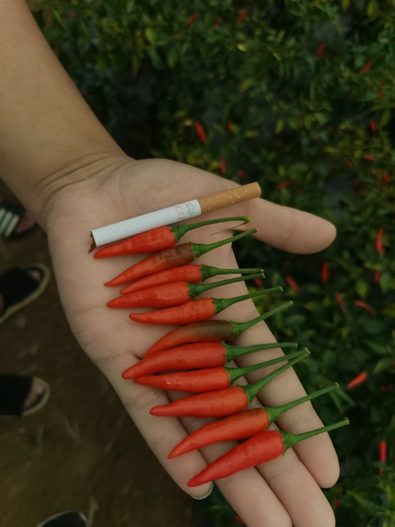小米椒，艳红，椒中玉