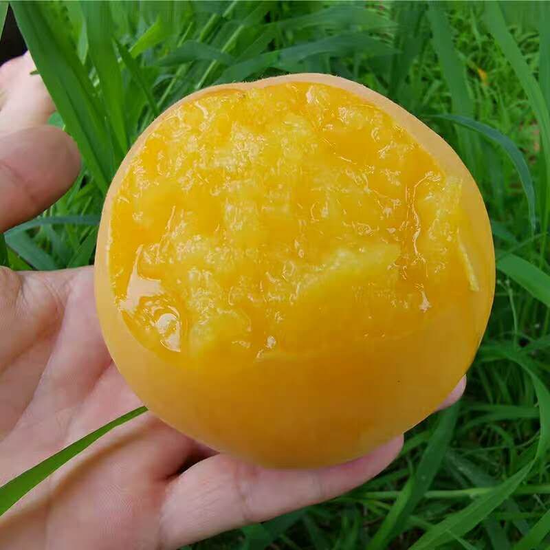 黄桃水蜜桃一件代发新鲜水果脆桃5斤包邮坏果包赔