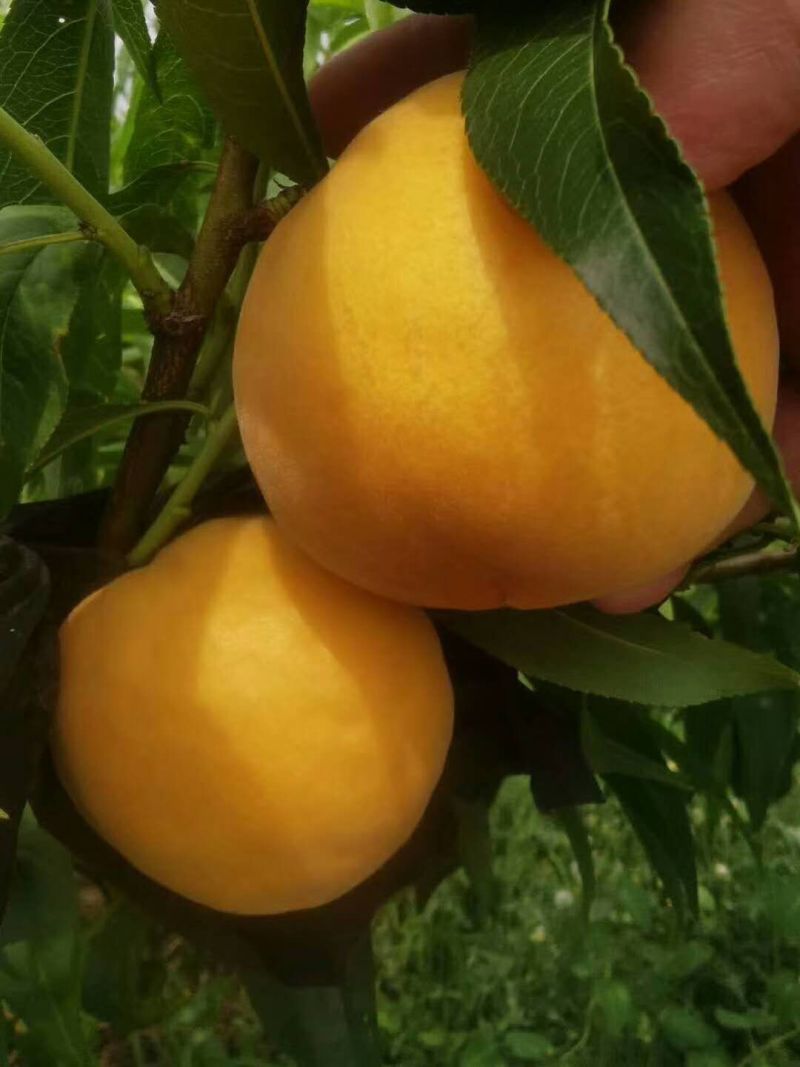 黄桃水蜜桃一件代发新鲜水果脆桃5斤包邮坏果包赔
