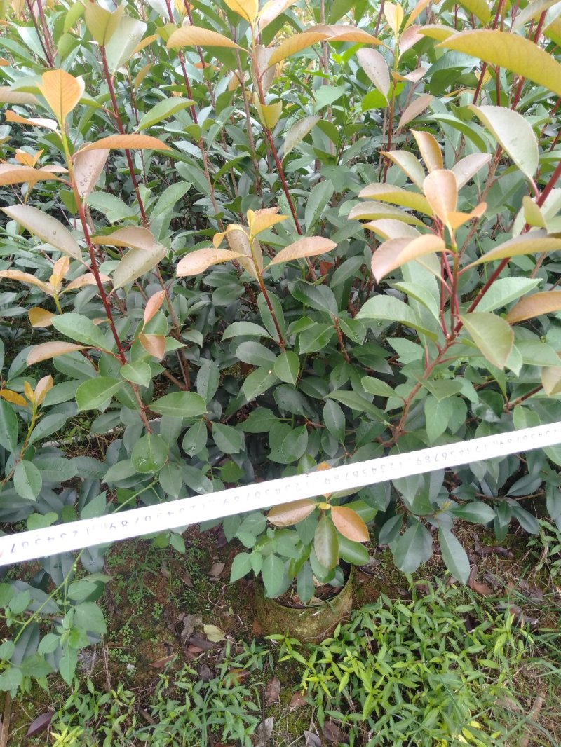 大量供应各种规格红叶石楠