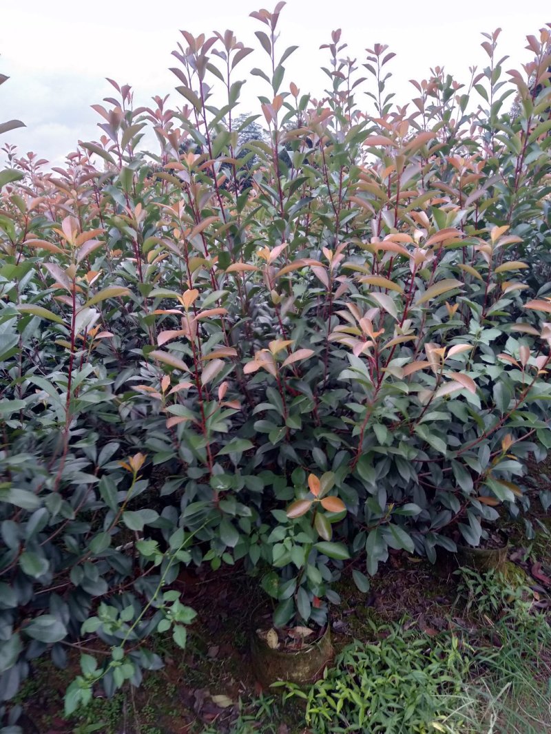 大量供应各种规格红叶石楠