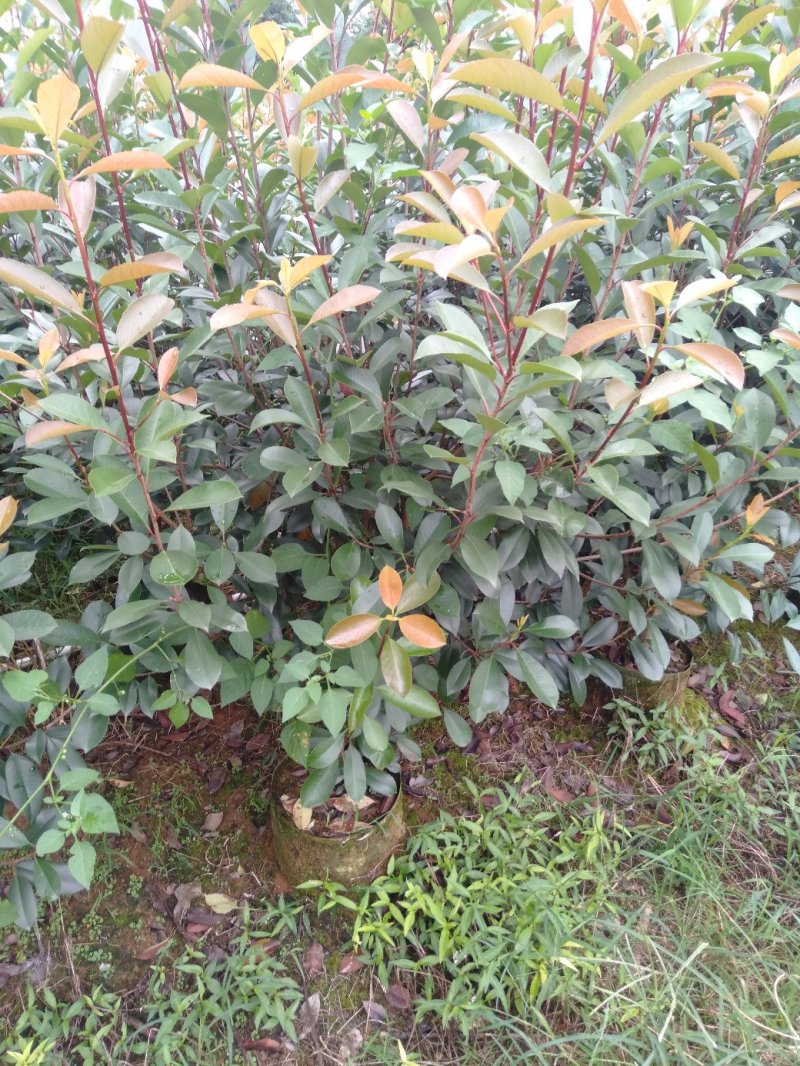 大量供应各种规格红叶石楠