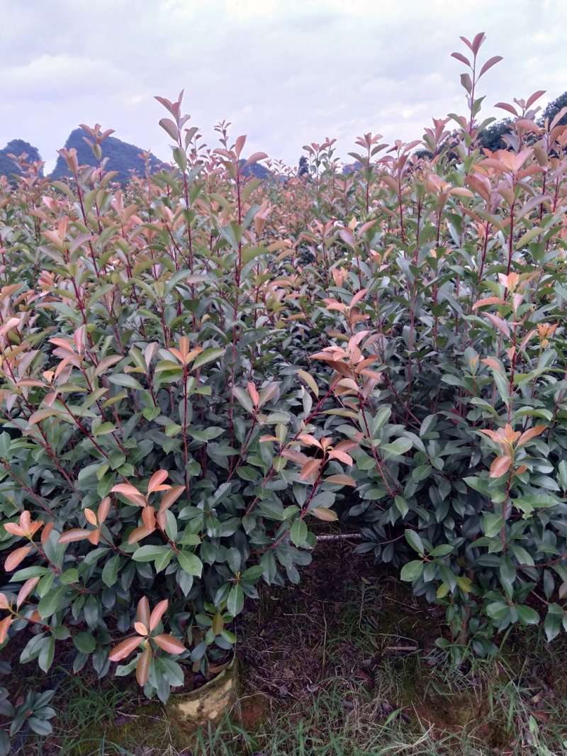 大量供应各种规格红叶石楠