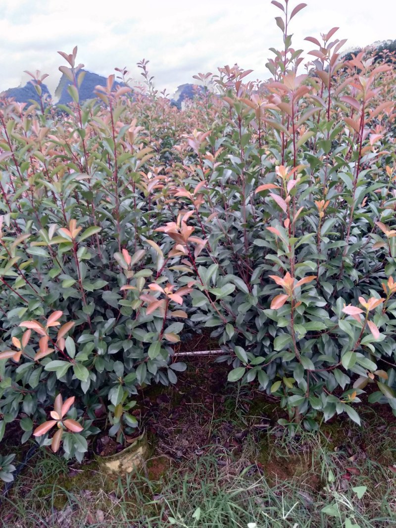 大量供应各种规格红叶石楠