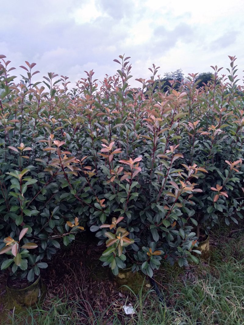 大量供应各种规格红叶石楠