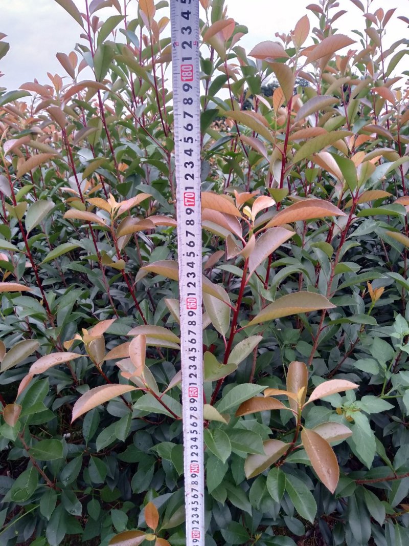 大量供应各种规格红叶石楠