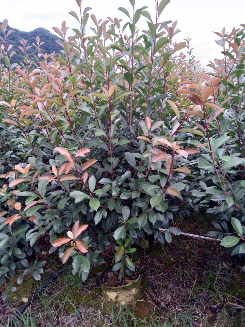 大量供应各种规格红叶石楠