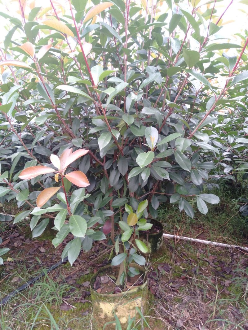大量供应各种规格红叶石楠