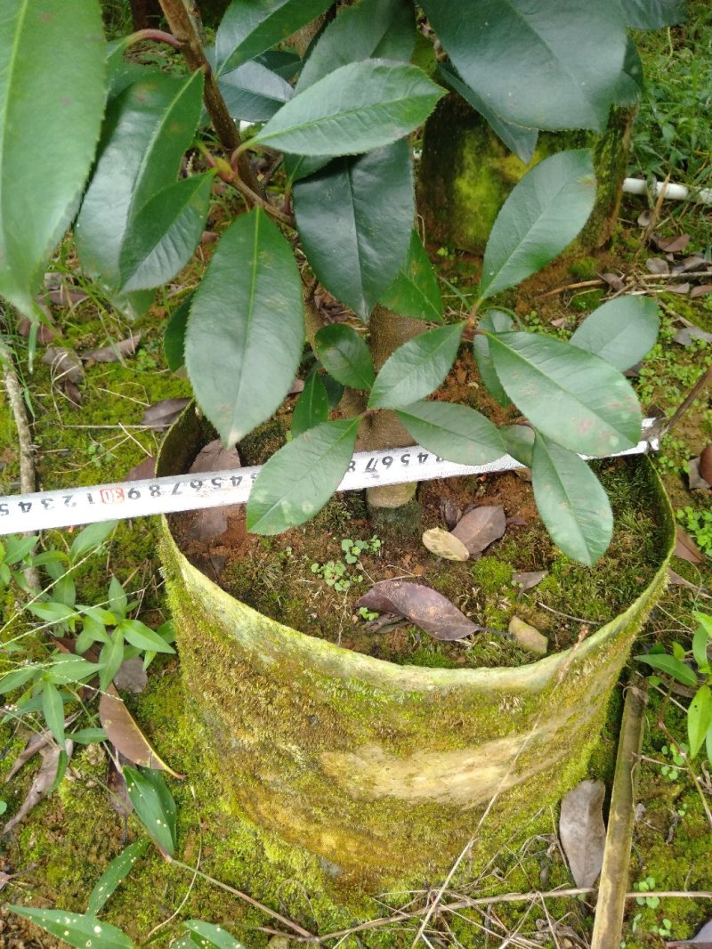 大量供应各种规格红叶石楠