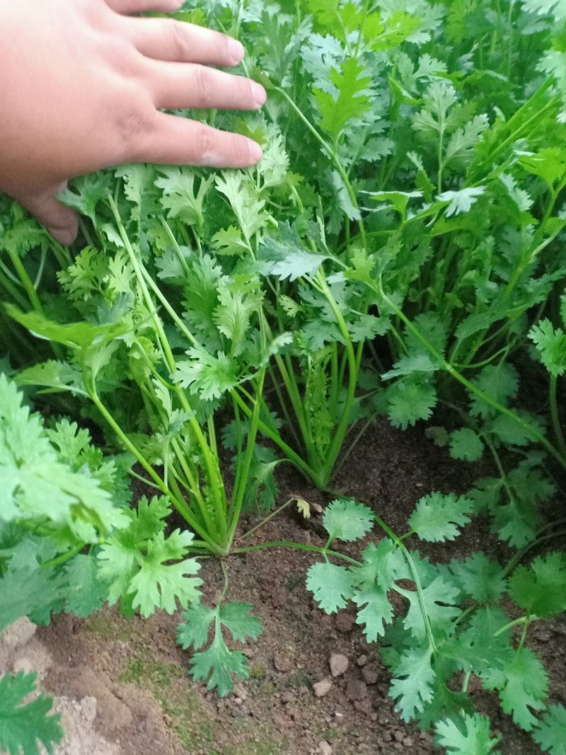 精品优质大棚香菜大量上市中，欢迎各位老板前来采购。