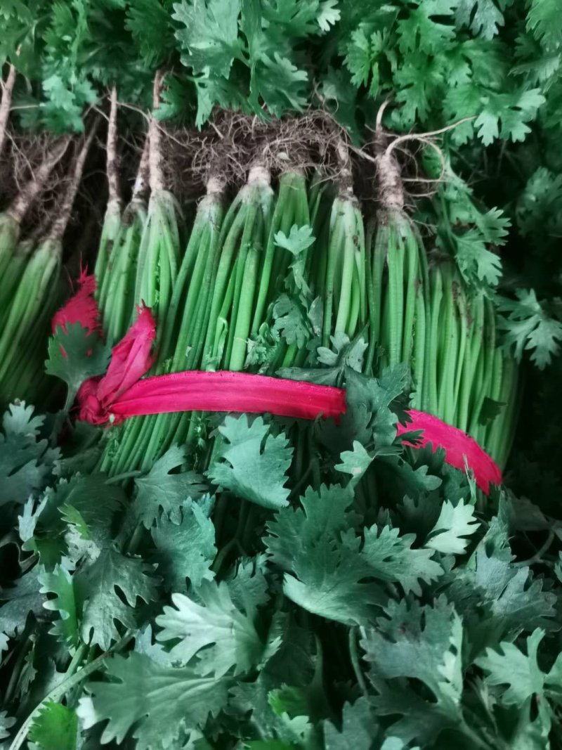 精品优质大棚香菜大量上市中，欢迎各位老板前来采购。
