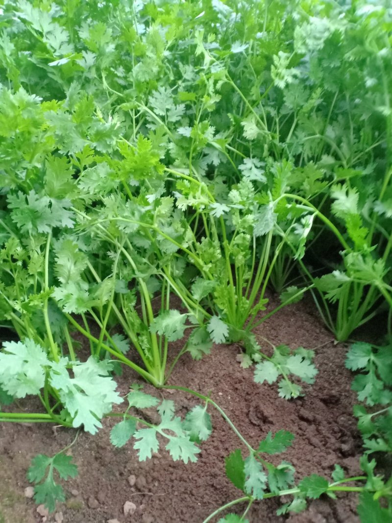 精品优质大棚香菜大量上市中，欢迎各位老板前来采购。