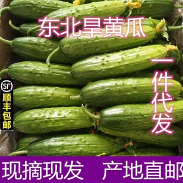 东北旱黄瓜，顶花带刺、清甜爽脆！（一件代发）