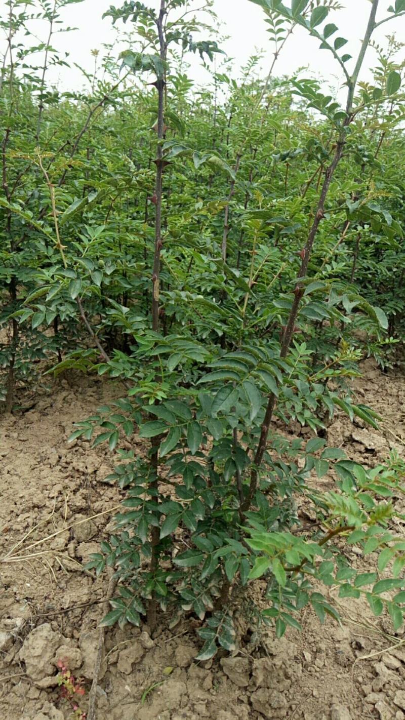 韩城大红袍狮子头花椒苗