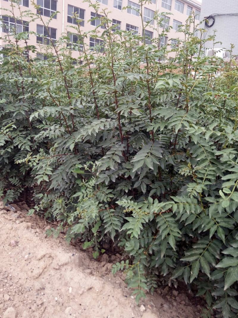 韩城大红袍狮子头花椒苗