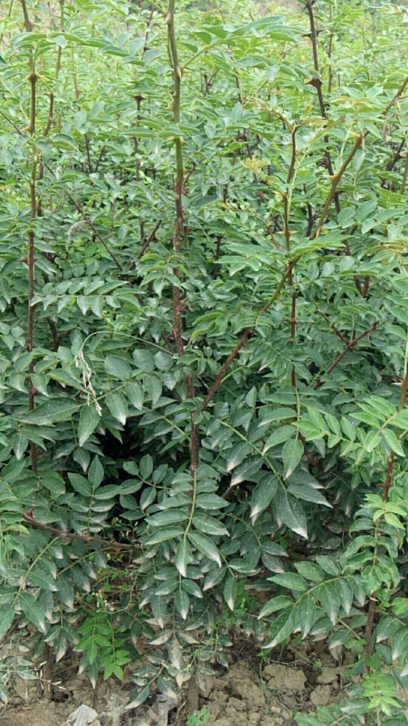 韩城大红袍狮子头花椒苗
