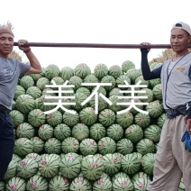 中卫海原县金城5号！金花产地直销-一手货源-代发全国市场