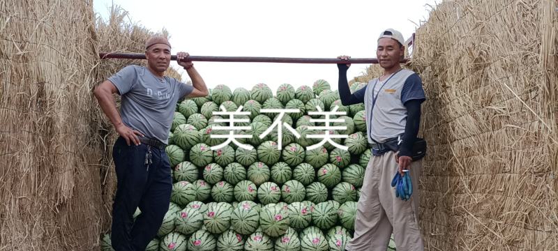 中卫海原县金城5号！金花产地直销-一手货源-代发全国市场