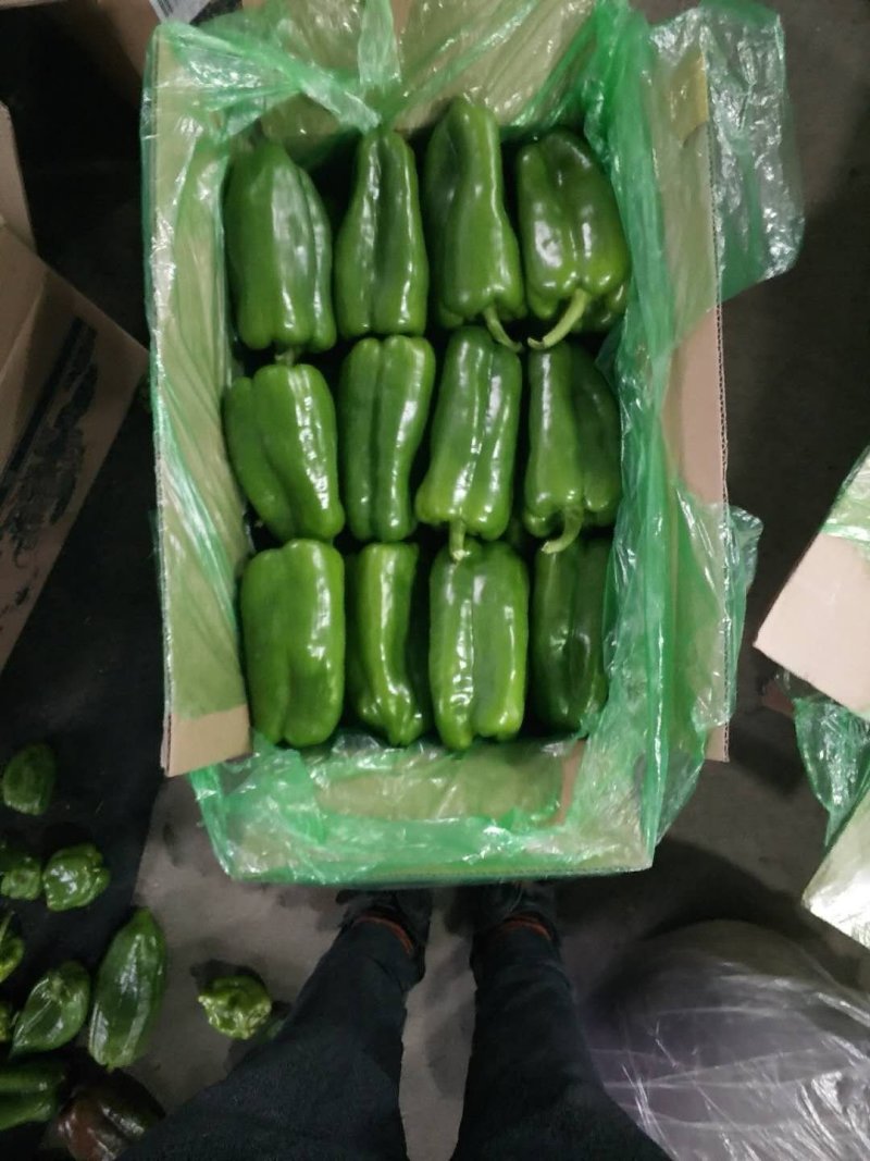 太空椒精品太空椒个大色泽光量产地直销物美价廉